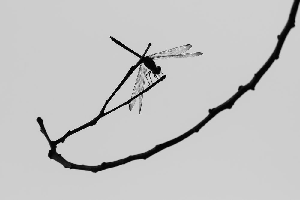 Photograph by Alexei Kriptozoy