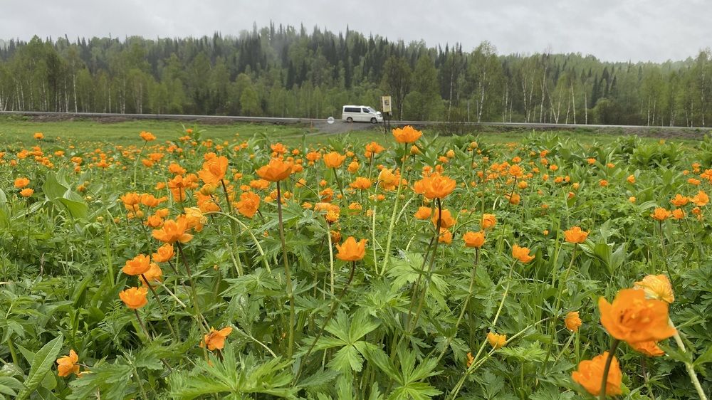 Солнечные жарки