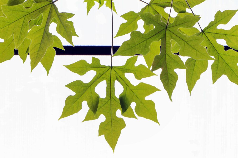 Фотография автора Светлана Долотова