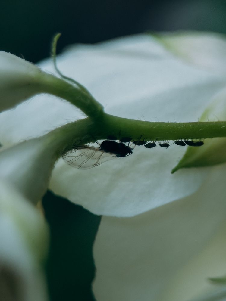 Photograph by Алиса Нежинская