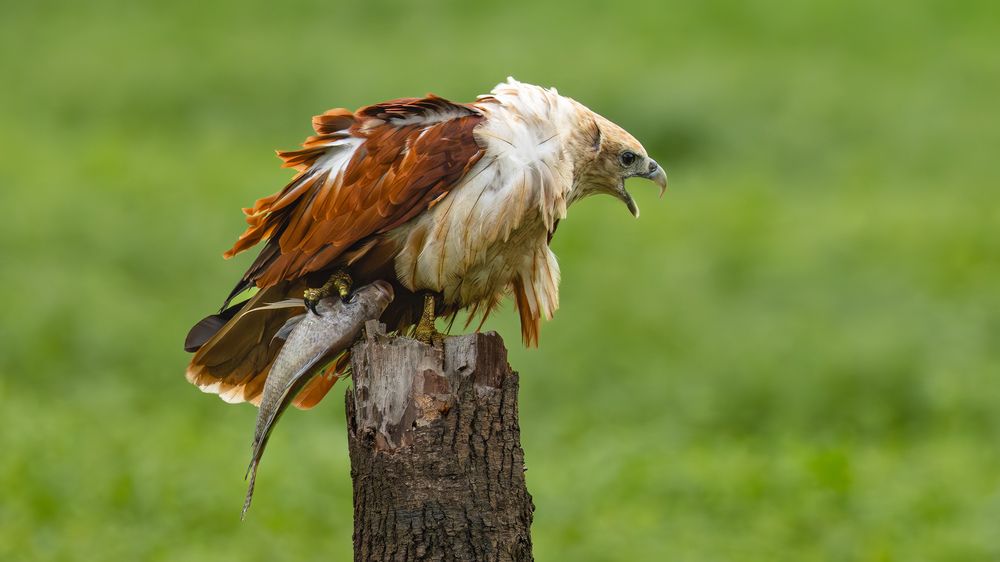 Photograph by Mahesh Kumar V Kolekar