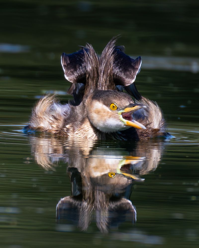 Photograph by Mahesh Kumar V Kolekar