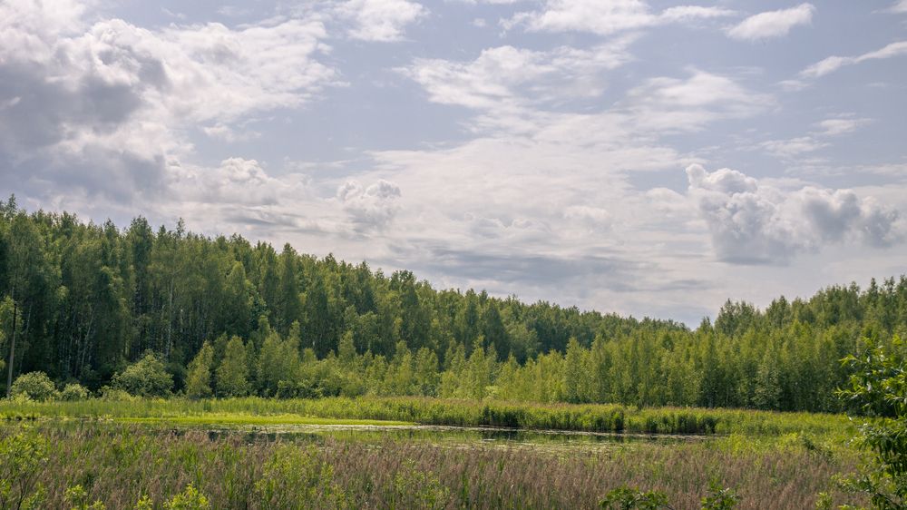 The forest after the rain/Лес после дождя