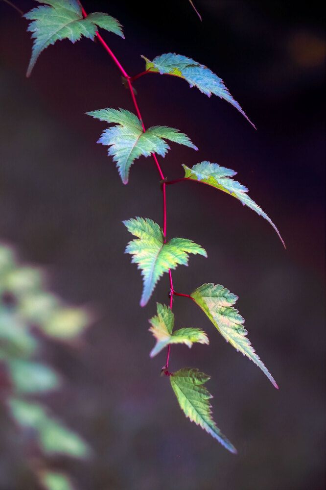 Фотография автора Светлана Долотова