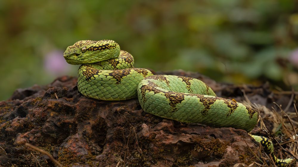 Photograph by Mahesh Kumar V Kolekar