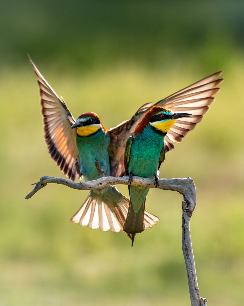 Photograph by Olena Pfister