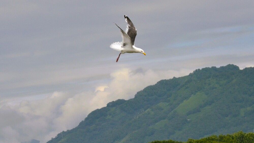 Прошу посадку!