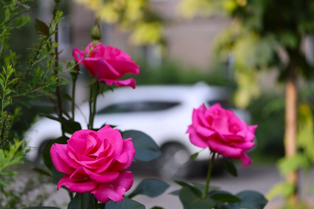 Photograph by Гагик Саркисян