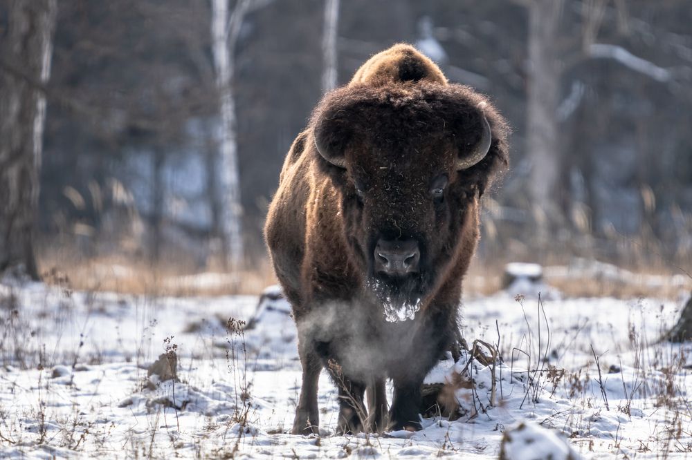Bison bonasus