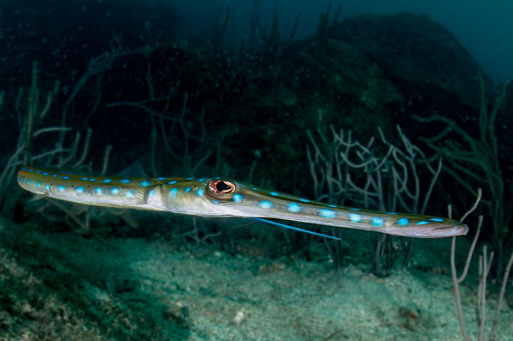 The Incredible Beauty of the Flutefish