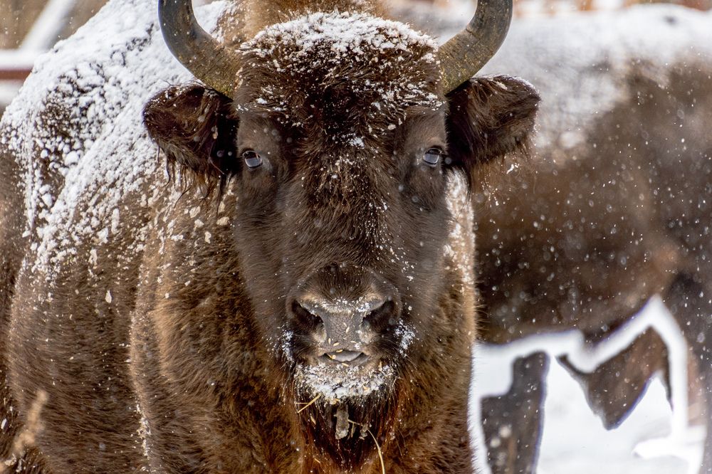 Bison bonasus