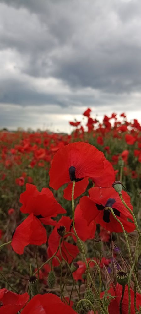 Photograph by Анастасия Никитюк