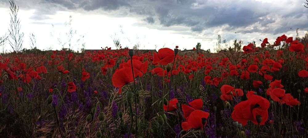 Photograph by Анастасия Никитюк