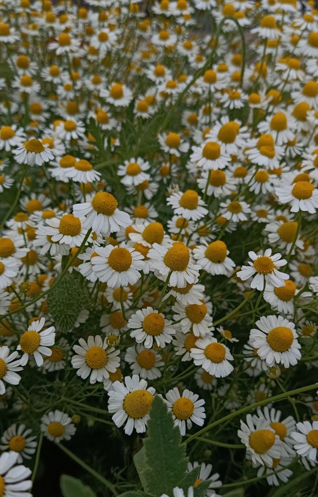 Photograph by Анастасия Никитюк