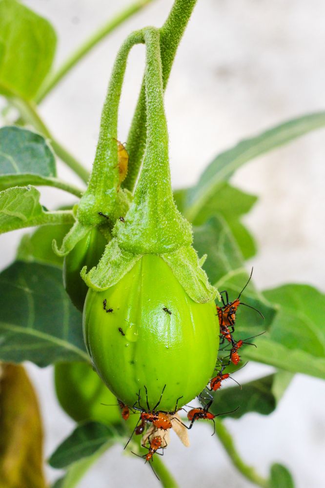 Close-up of scarlet eggplant on plant