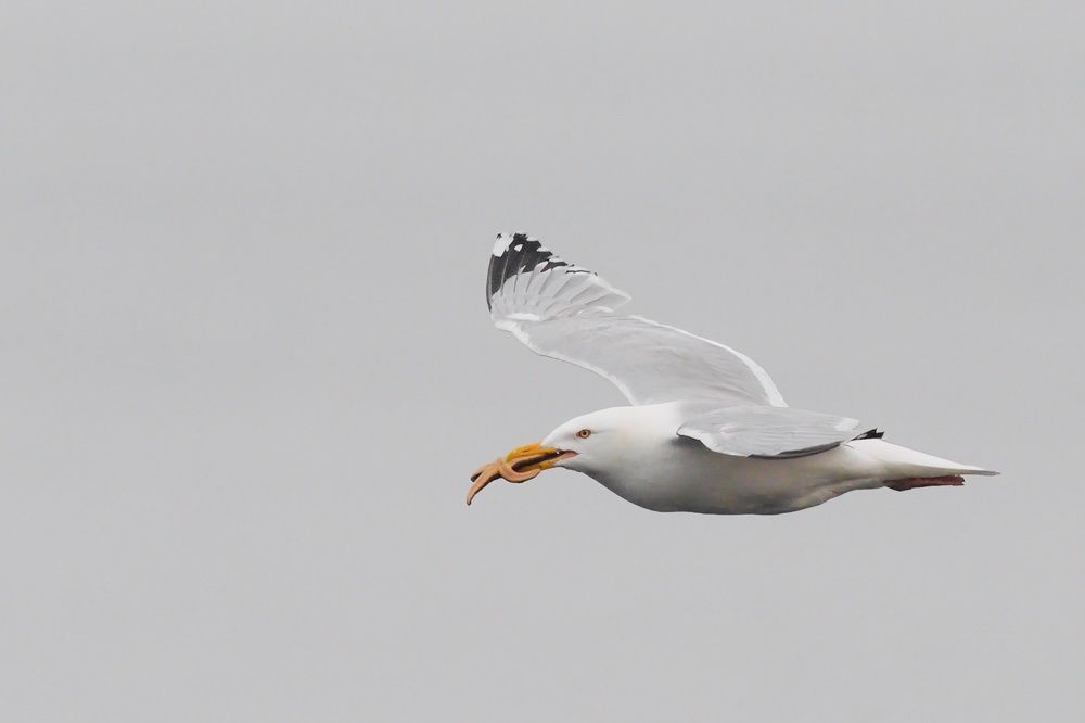Photograph by christian sévigny
