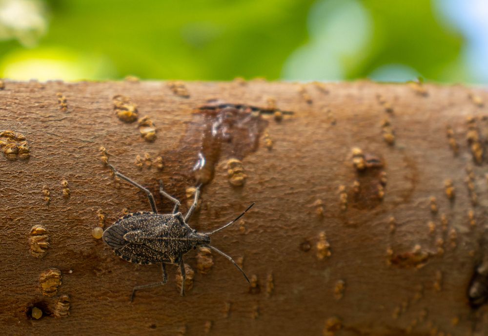 Photograph by Alaa obeid