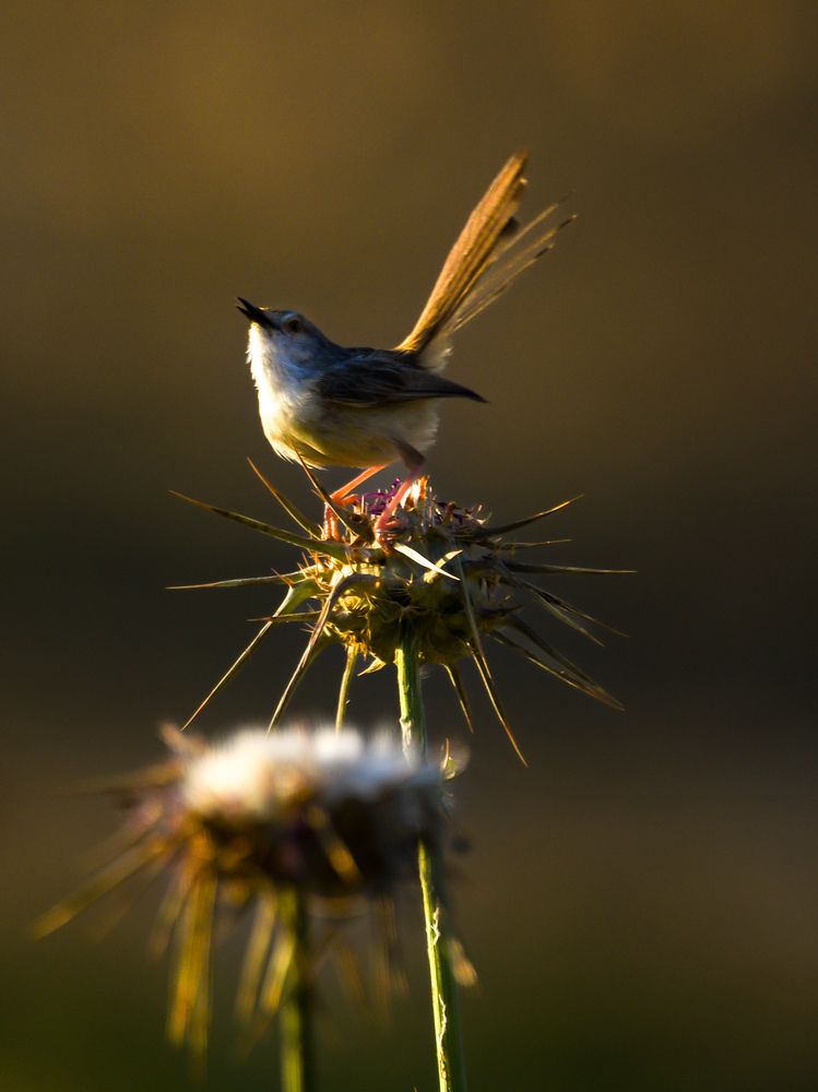 Photograph by Mohammed Alfuqaha