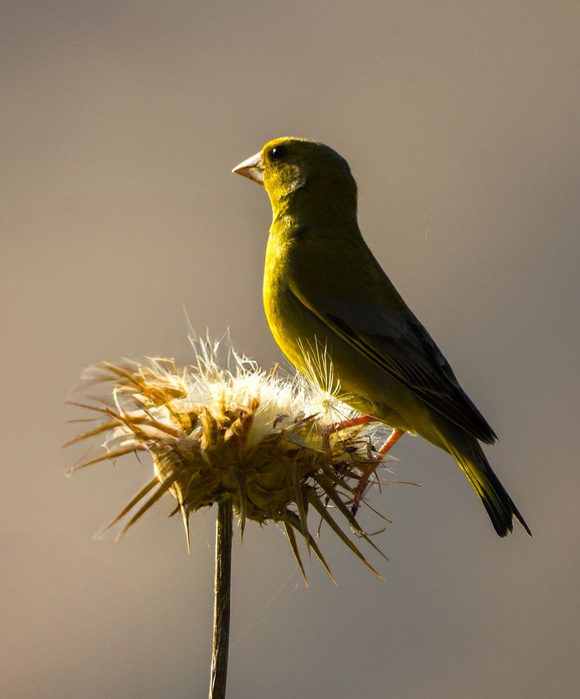 Photograph by Mohammed Alfuqaha