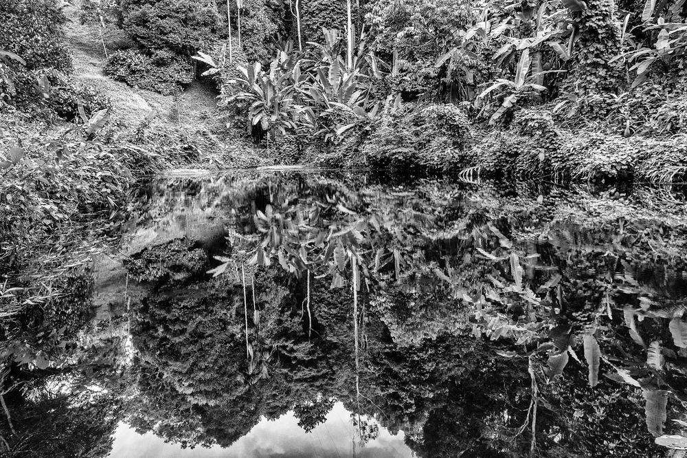 Тропический лес