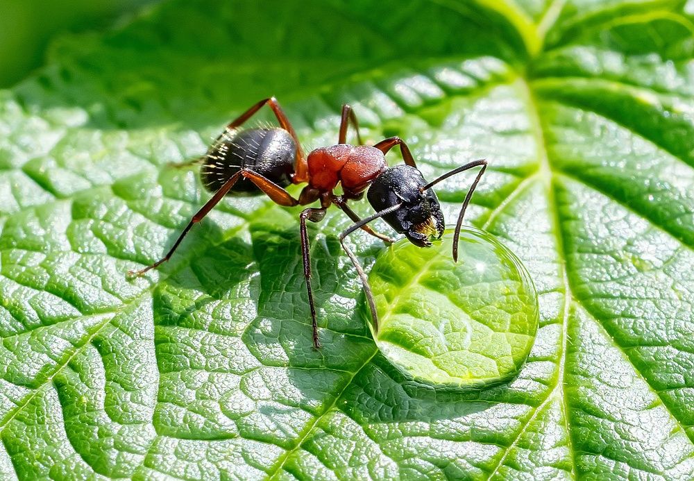 Имидж ничто, жажда всё!