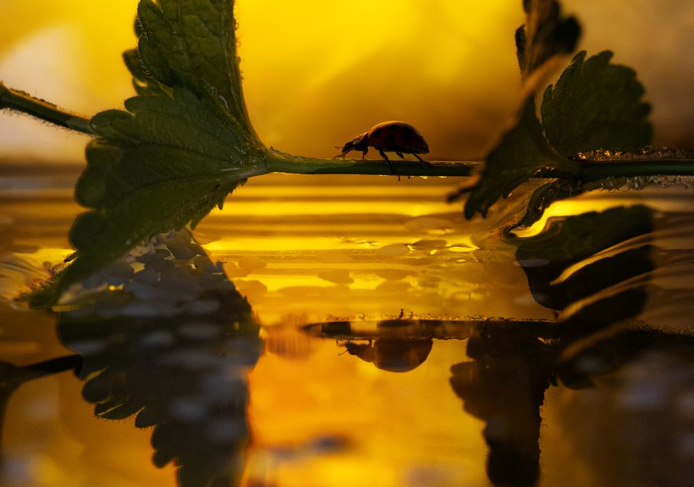 Photograph by Эрбутаева Татьяна