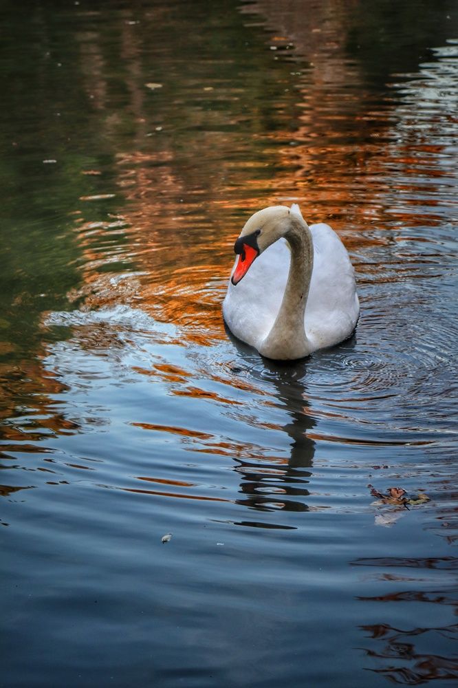 Лебедь в озере