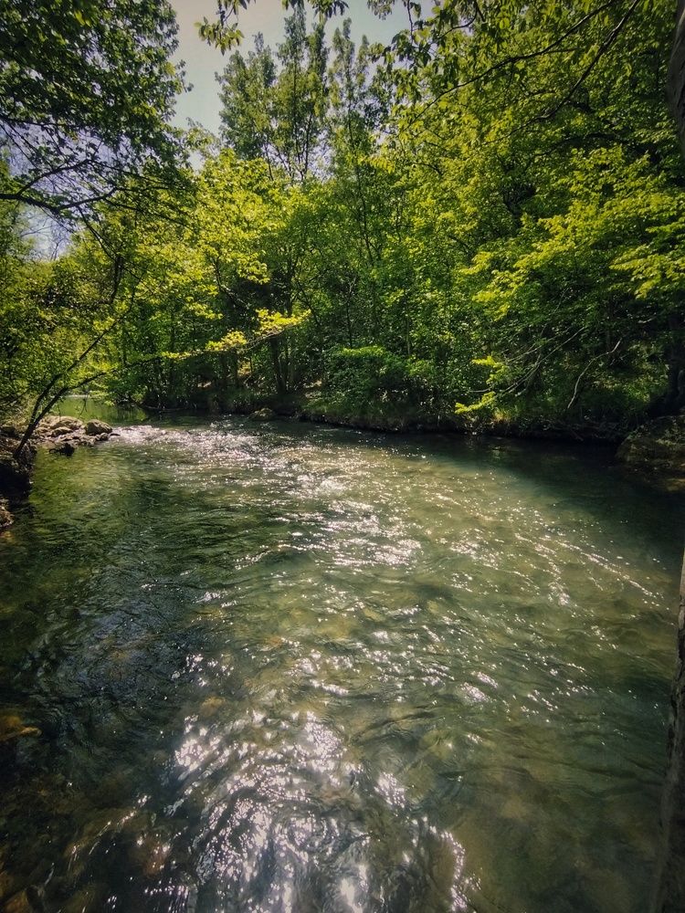 Блеск лесной реки
