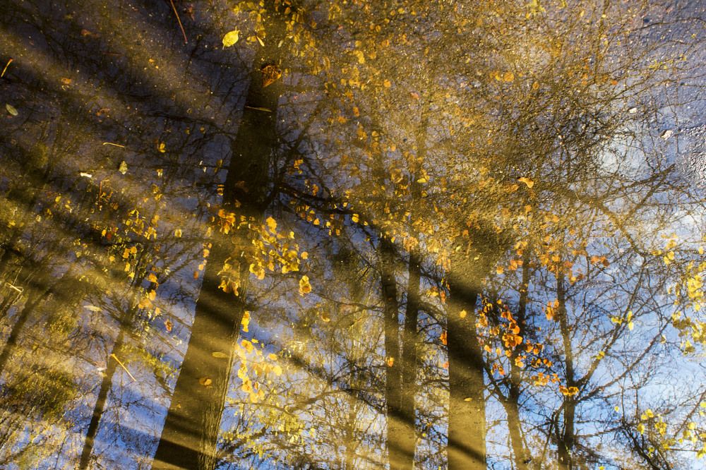 Осенний свет