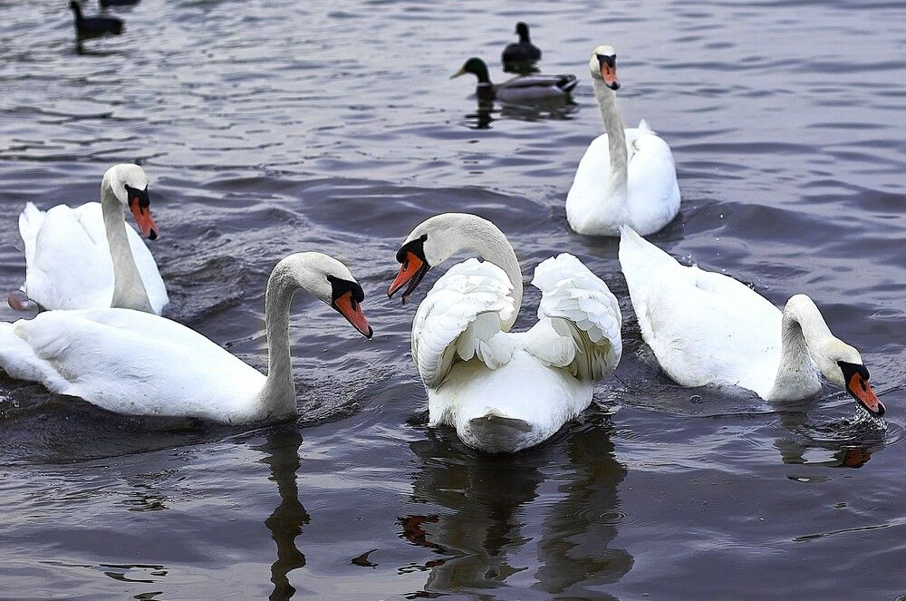 Photograph by Наталья Шевелева