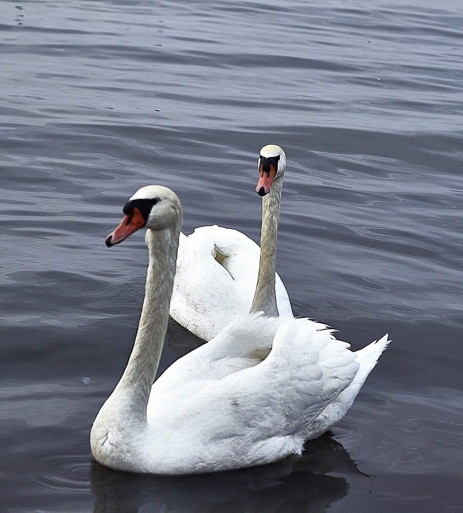 Photograph by Наталья Шевелева