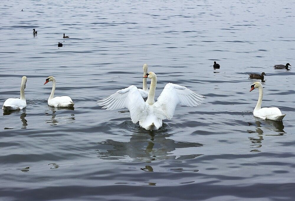 Photograph by Наталья Шевелева