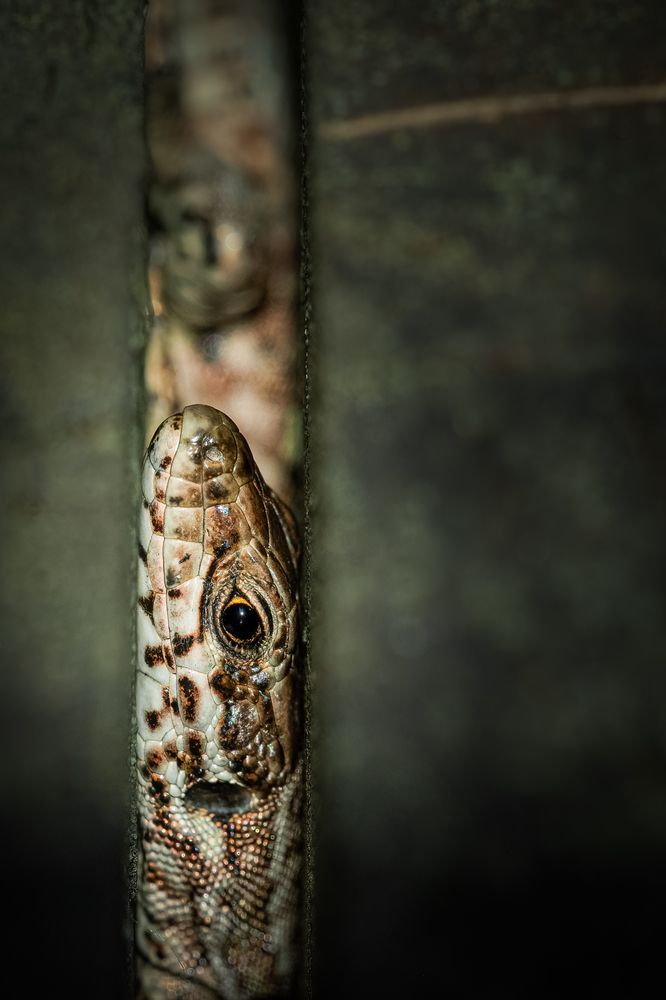 Photograph by Andrea Barlotti