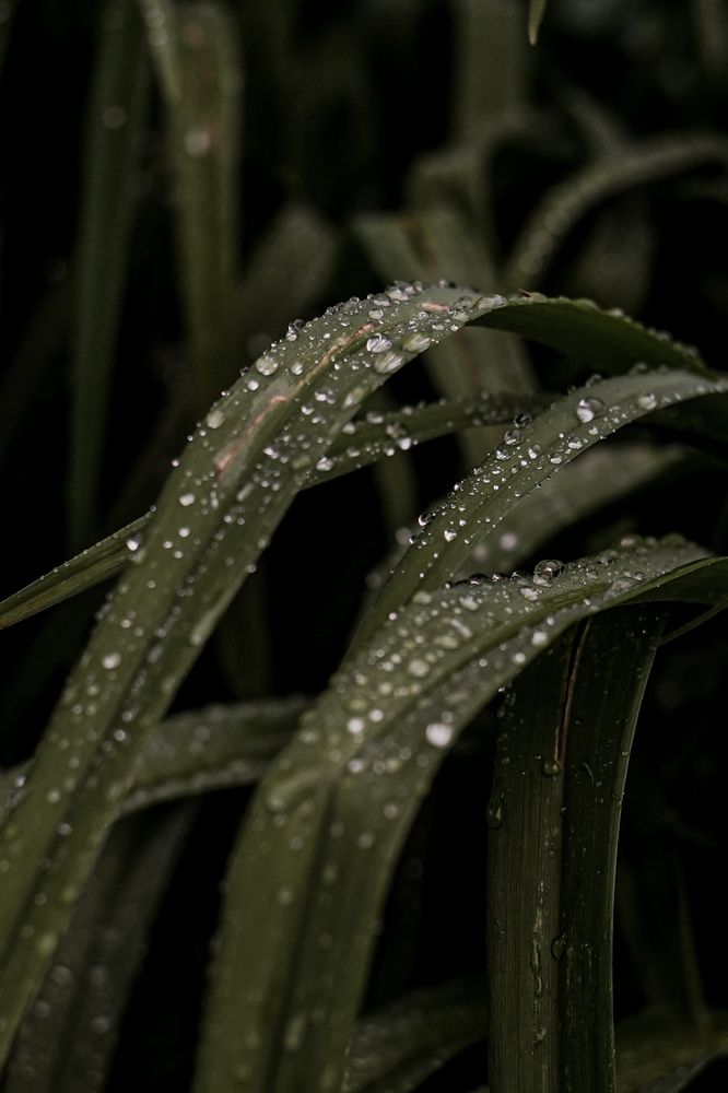 Photograph by BorzIN