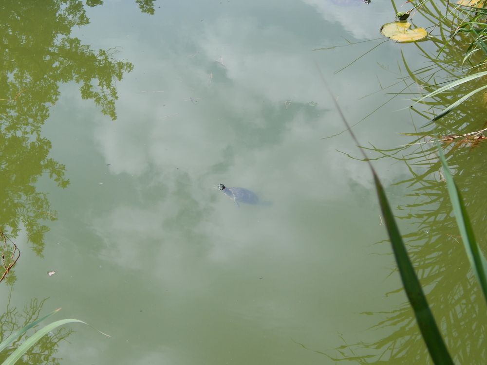 Photograph by Tanivsv