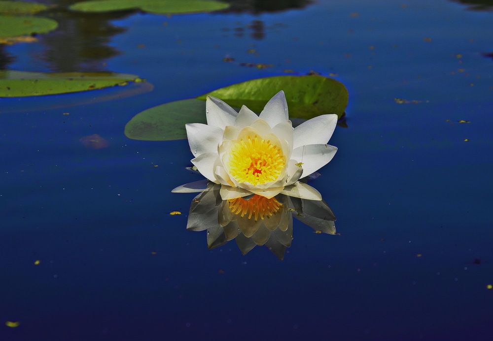 Фотография автора ВЛАДИМИР Тертышник