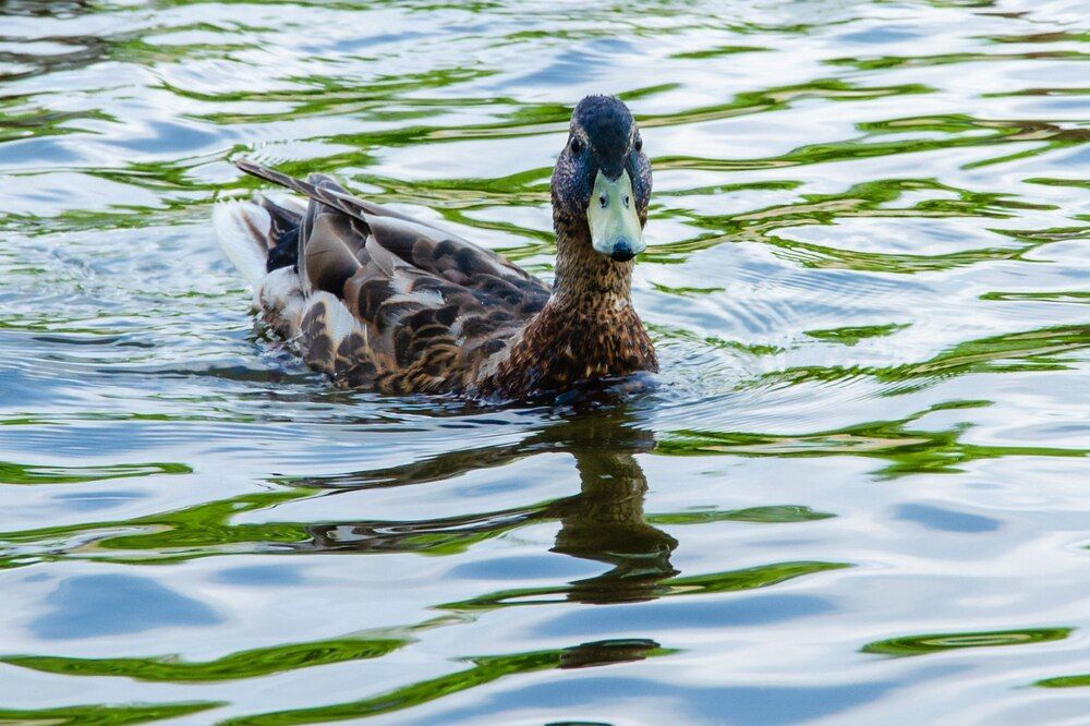 Photograph by Галина Ложечникова