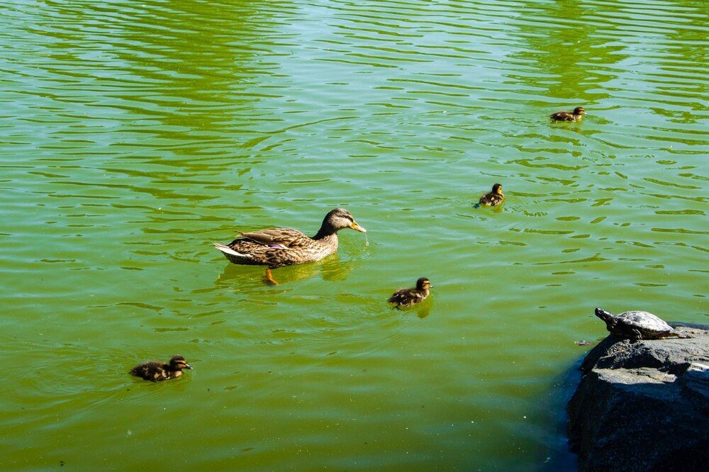 Photograph by Галина Ложечникова