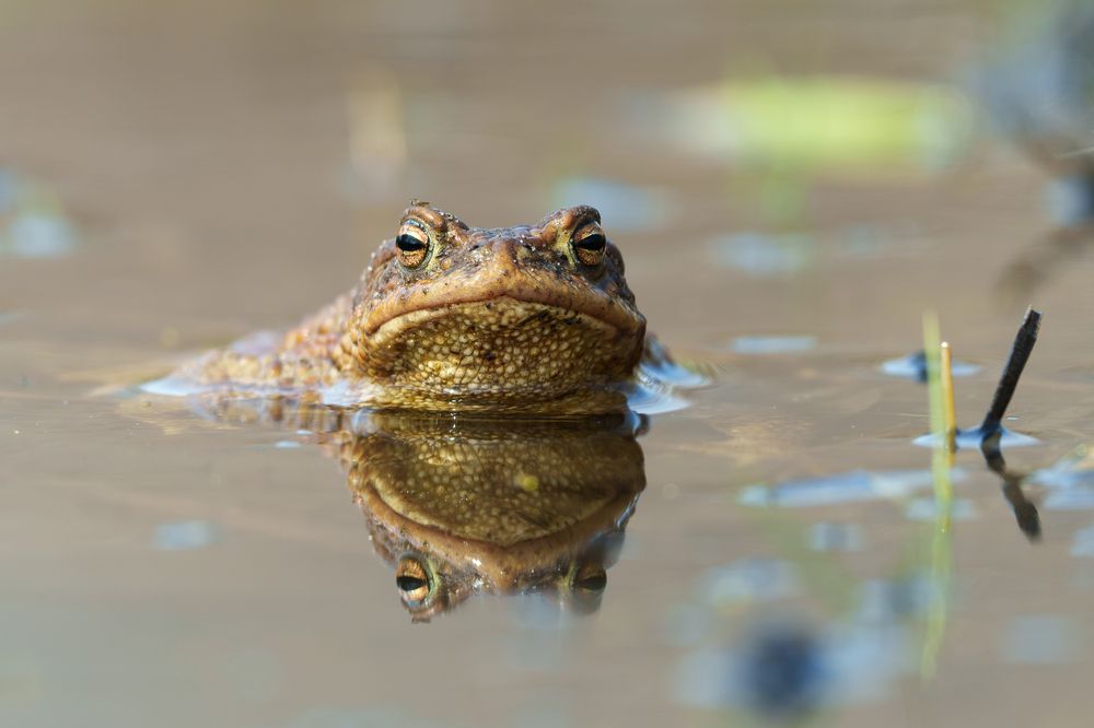 В поцеловать?