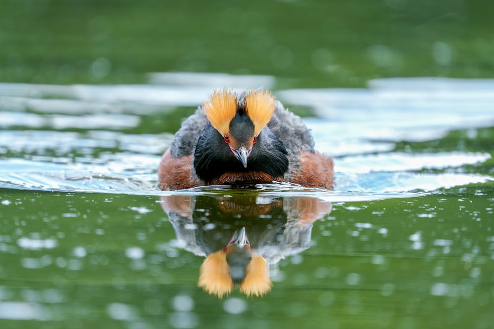 Шарик. Красношейная поганка