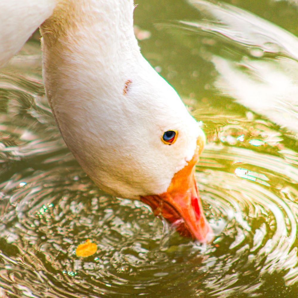 Photograph by Ziad Rizwan