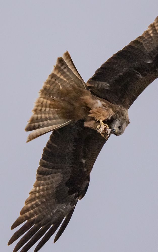 Photograph by Елена Перминова