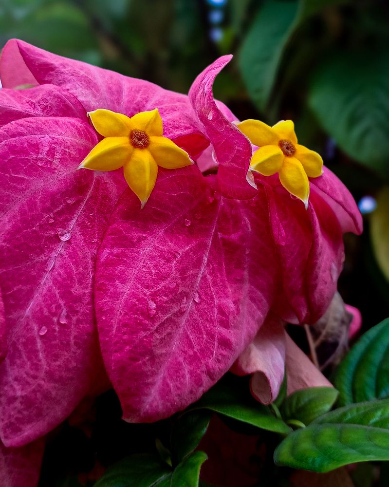 Flower potrait