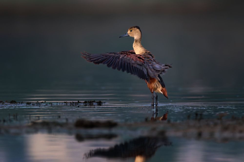 Lesser Whistling Duck!