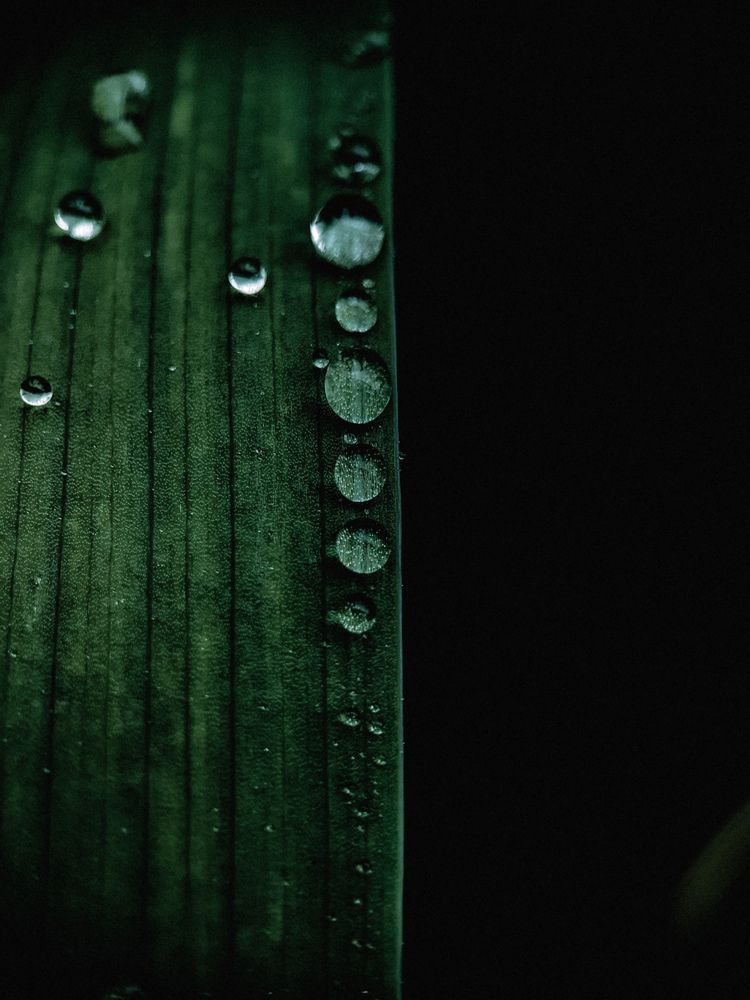 Фотография автора Алиса Исаева