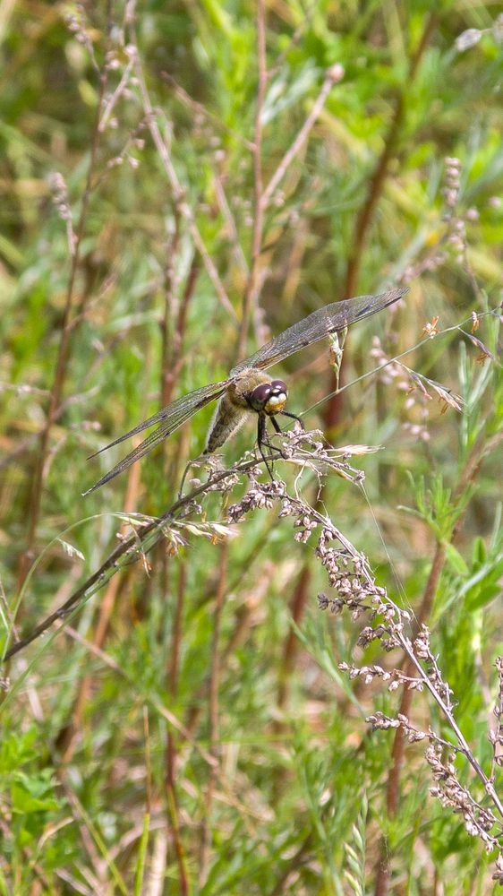 Dragonfly/Стрекоза