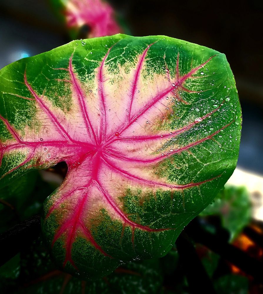 Leaf potrait