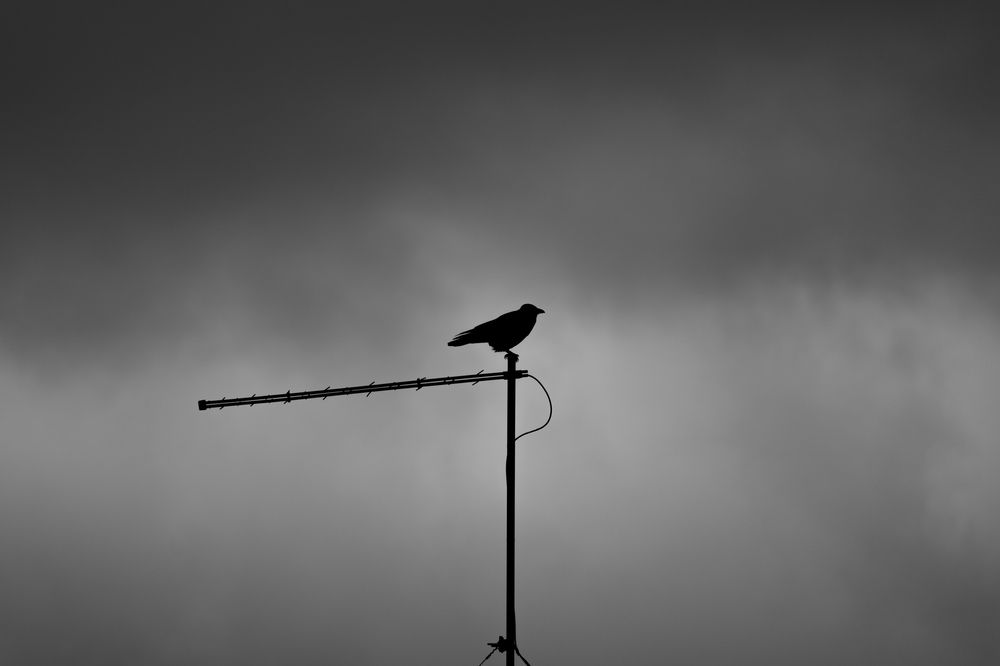 Photograph by Алексей Поликарпов