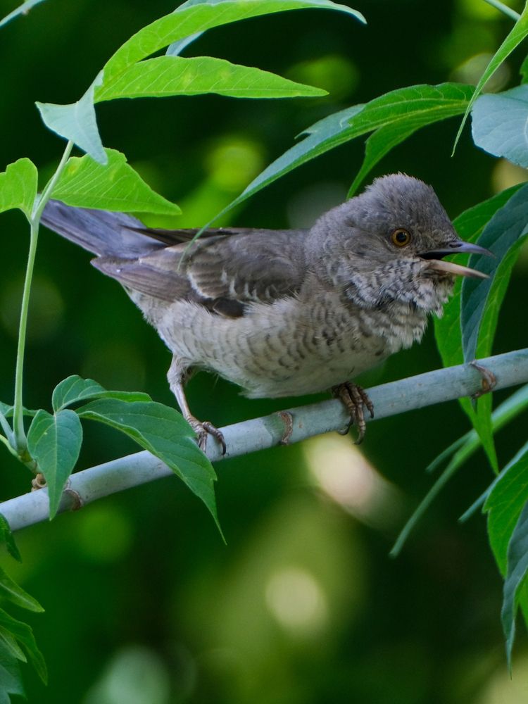 Photograph by Ирина Дегтярева