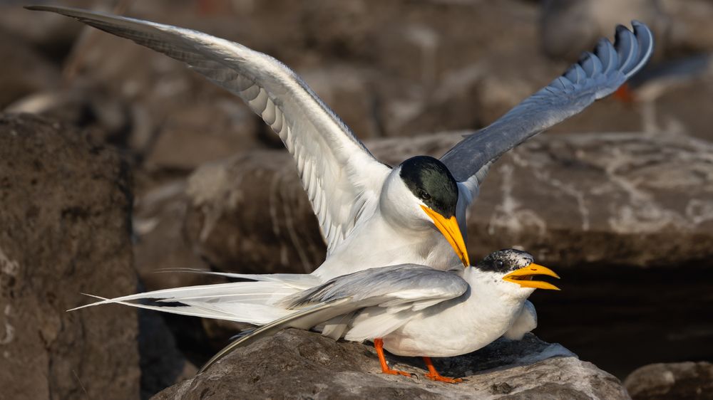 Photograph by Mahesh Kumar V Kolekar